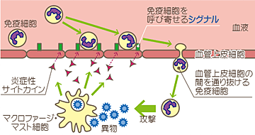 炎症メカニズム