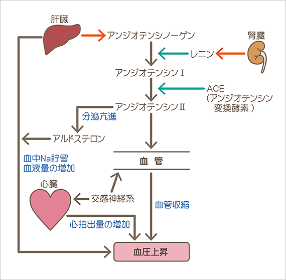 血圧に存在する調節機構