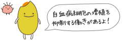 白血病細胞の増殖を抑制する働きがあるよ！