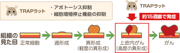 TRAPラットとは