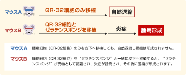 マウスのグループ分け