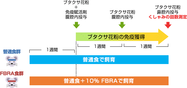 花粉免疫取得モデルを使った試験