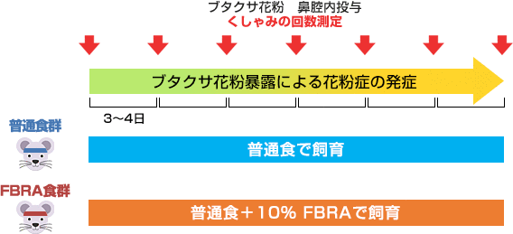 花粉感作モデルを使った試験