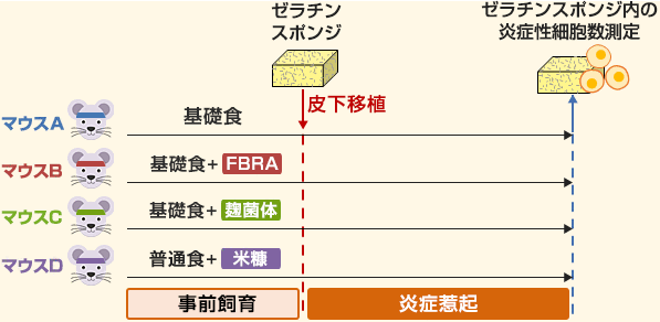 花粉免疫取得モデルを使った試験