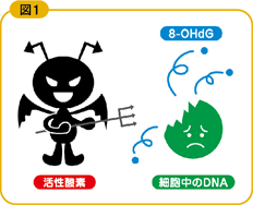 ラットの血中の「8-OHdG」濃度を比較