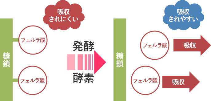 発酵酵素の仕組み