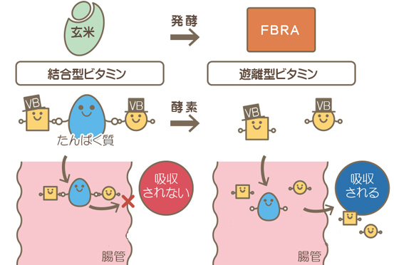 ビタミンが発酵パワーで消化吸収されやすくなる